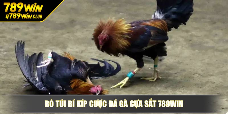 Bỏ túi bí kíp cược đá gà cựa sắt 789WIN