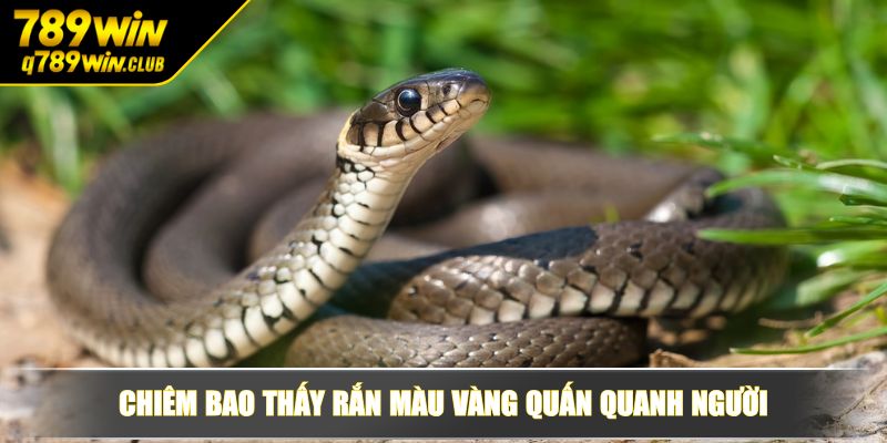 Chiêm bao thấy rắn màu vàng quấn quanh người