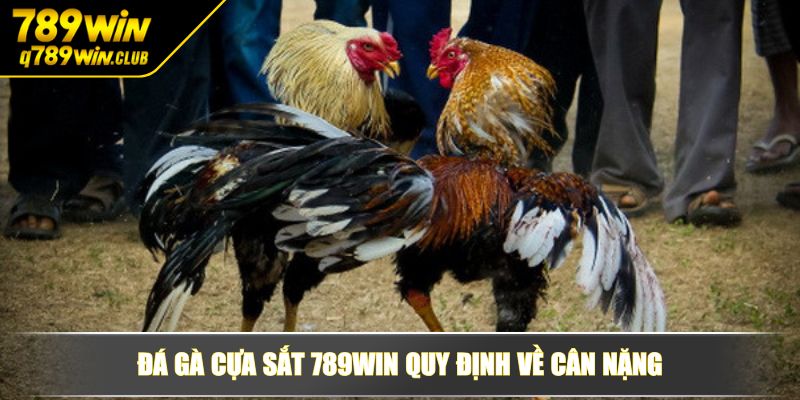 Đá gà cựa sắt 789WIN quy định về cân nặng