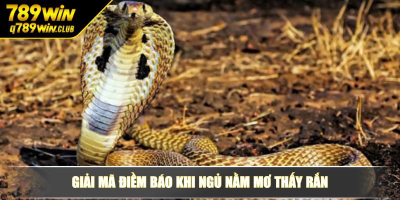 Giải mã điềm báo khi ngủ nằm mơ thấy rắn