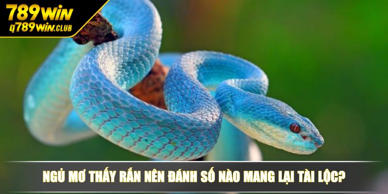 Ngủ mơ thấy rắn nên đánh số nào mang lại tài lộc?