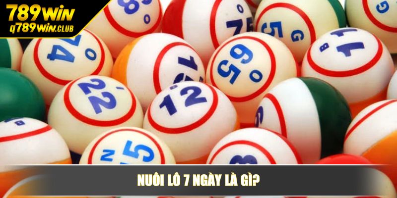 Nuôi lô 7 ngày là gì?