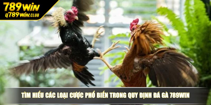 Tìm hiểu các loại cược phổ biến trong quy định đá gà 789WIN